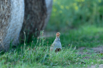Grey partridge, Scientific name: Perdix Perdix.  Close up of a male Grey partridge in natural agricultural habitat with round straw bale. Facing right and calling with beak open. Horizontal. Copyspace