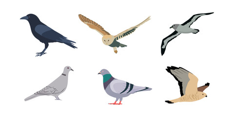 Set of birds isolated on white background. Flat style illustration. Birds collection. Vector illustration