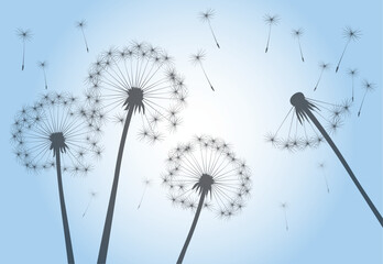 Late Summer and Flying Seeds. Dandelion flower on blue sky. Vector outline illustration.