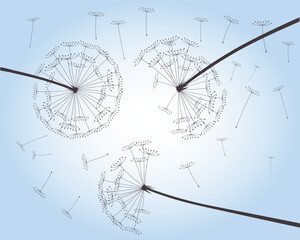Late Summer and Flying Seeds. Dandelion flower on blue sky. Vector outline illustration.