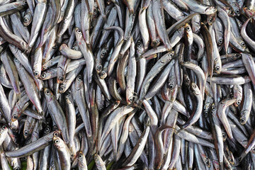 Fish anchovy background on ice in fishermen market store shop. Turkish name hamsi     