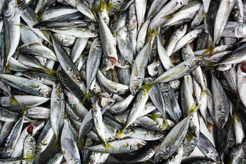Horse mackerels are on the market bench turkish name istavrit                       