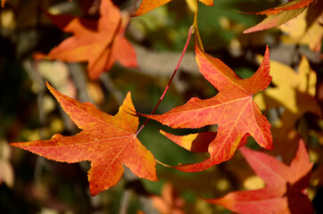 Autumn colorful leaves on a tree branch close up in a sunny autumn day