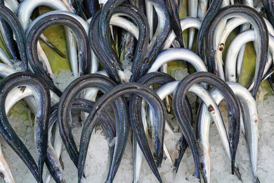 Garfishes (known also as needle fish) in fishermen market store shop. Turkish name zargana                           