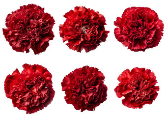 Assorted red carnation flower heads on transparent PNG background. Created with Generative AI. - 583042942