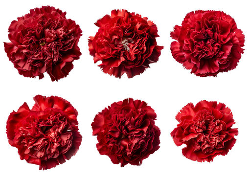 Assorted red carnation flower heads on transparent PNG background. Created with Generative AI.