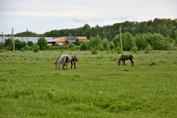 Fototapeta na wymiar Horses in a field with a russian village and wooden cottages in the background