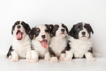 Group portrait of cute fluffy adorable puppies welsh corgi cardigan on white background with copy...