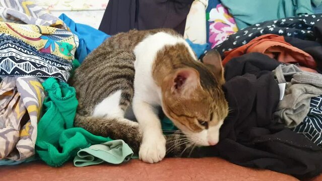 A cute tabby cat sitting amongst a pile of colourful, patterned clothes, licking and grooming her tail