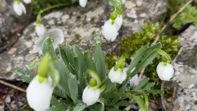 Images of snowdrop flowers under the snow.Videos of snowdrops under snowfall.