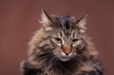 Grumpy big maine coon breed cat. Studio photo