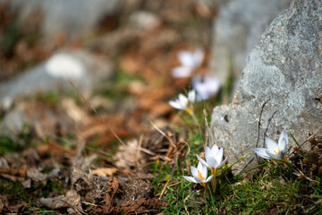 Les crocus