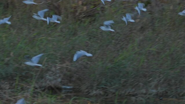 V&ouml;gel, die auf einem St&uuml;ck Land sitzen, das pl&ouml;tzlich alle zusammen starten