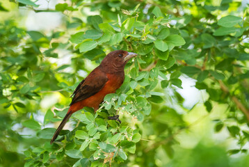 Crimson-backed Tanager - Ramphocelus dimidiatus, beautiful red and black perching bird from Latin America woodlands and forests, Volcán, Panama.