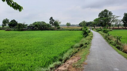 natural image rice field in the morning