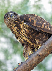 Common buzzard (Buteo buteo)