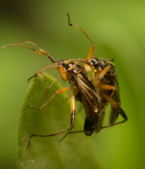 Plant bugs mating on a green leaf