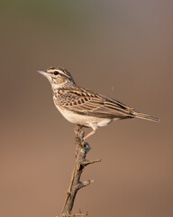 Sabota Lark perched Kruger National Park Africa