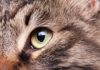Close up image of an eye of a cat from maine coon breed