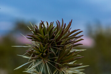 Buckhorn Cholla Budding