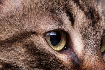 Eye of a cat in close up image. Fluffy maine coon breed