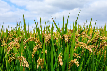 Mature rice in the fields