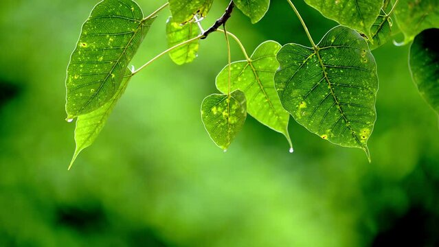 Raining shower in the dense forest, close-up of rainfall in jungle, water droplets fixed on green leaves, Raining day in tropical forest. rain drop on bodhi leaf.Heavy Rain Falling on bodhi Tree Leaf.