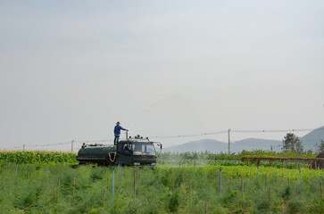Fototapeta premium Thailand is a country that practices agriculture