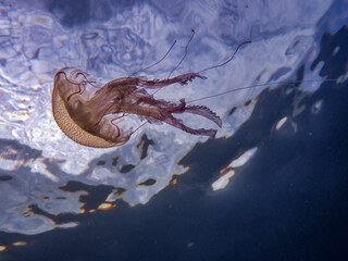 Jellyfish Pelagia noctiluca in the Mediterranean Sea