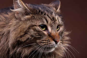 Close up photo of big maine coon breed cat. Studio photo