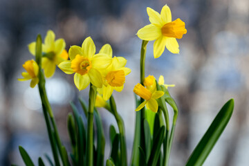 Beautiful Spring banner with fresh yellow daffodil flowers grow in pot on windowsill