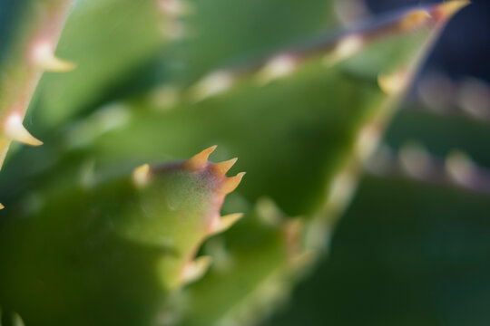Extreme close-up shot of the spikes an thorns of an aloe perfoliata or mitre aloe, also commonly named Rubble Aloe