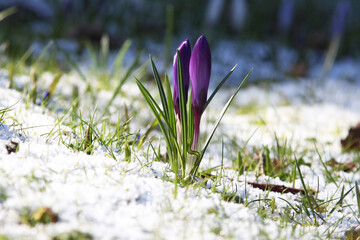 crocuses in the snow