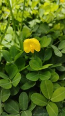 yellow and green leaves