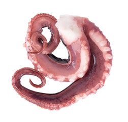 Squid tentacles isolated on white background. Fresh raw gigant squid. Top view.
