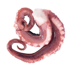 Squid tentacles isolated on white background. Fresh raw gigant squid. Top view. © vandycandy