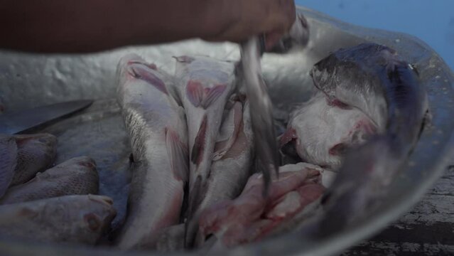 Close up of hands handling fish at street fish market in Buenaventura. Colombian Pacific coast.