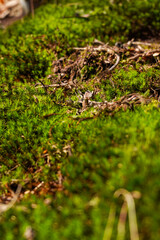 Waldboden mit Moos und Gräsern