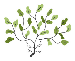 Vector green seaweeds icon. Under the sea illustration with cute phyllophora. Ocean plant clipart. Cartoon underwater or marine clip art for children isolated on white background.