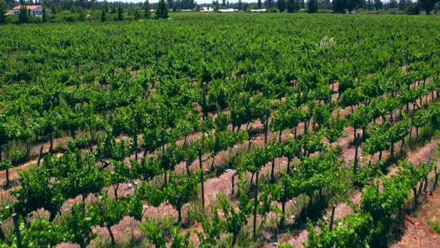 Rising shot of vineyards growing in the Maipo Valley, Pirque during a drought