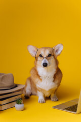 Smart cute Welsh Corgi Pembroke in eyeglasses with laptop and stack of book is studying on yellow studio background. Most popular breed of Dog