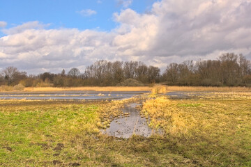 Spring marsh landscape in Bourgoyen nature reserve, Ghent, Flanders, Belgium