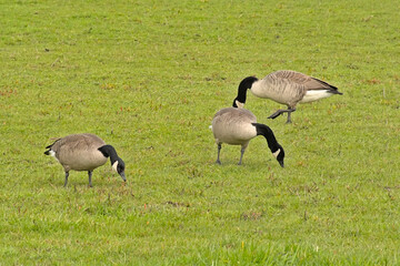 Naklejka na ściany i meble Canada geese foraging for food in the grass of a meadow in the marsh of Bourgoyen nature reserve, Ghent, Flanders, Belgium - Branta canadensis