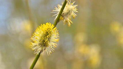 Closeup of  a yellow willow catkins