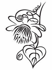 Clematis flower black and white hand drawing logo. Line vector illustration of clematis flower and leaf isolated on a white background. Calligraphic illustration. 