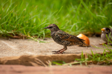 Close-up of a beautiful starling bird in Adelaide, South Australia