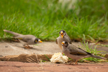 a group of Australian noisy miner birds feeding on a loaf of bread in the garden in Adelaide, South Australia