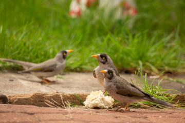 a group of Australian noisy miner birds feeding on a loaf of bread in the garden in Adelaide, South Australia