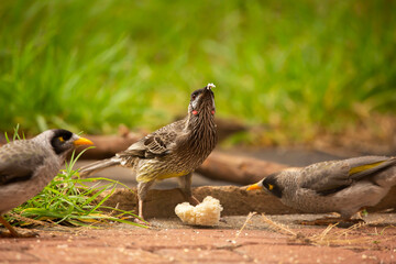A red wattle bird feeding from a piece of bread with Australian noisy miner birds in the background