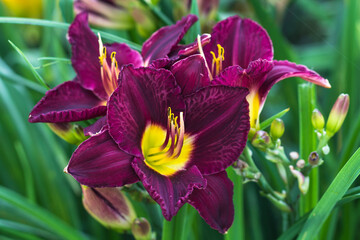 Hemerocallis, Bela Lugosi Daylily in summer
